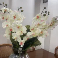 گل ارکیده فقط شاخه ای ۲۰۰