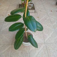 گل فیکوس فروشی|گل و گیاه طبیعی|سلماس, |دیوار