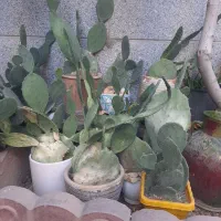گل و گلدان کالتوس