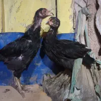 جوجه لاری