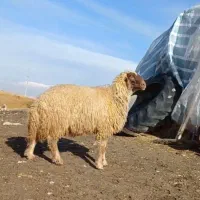 حیوانات مزرعه قوچ و بره قوچ