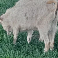 نر بز سانن کل وبرنرهمو