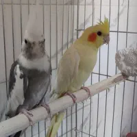 عروس هلندی مولد  سرحال|پرنده|زابل, |دیوار