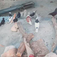 کبوتر|پرنده|لنده, |دیوار