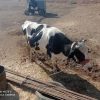 گاو هلشتان گوساله نر