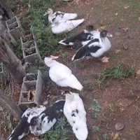 جوجه اردک خارجی نیمچه نر