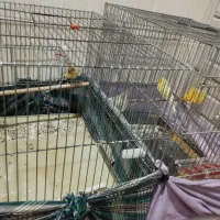 قناری نر مست مست سالم به خون به شرط