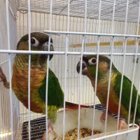 جفت گرینچیک جوانه