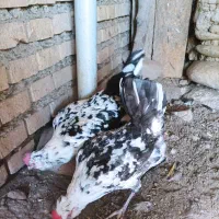 تخم مرغ نطفه دار گلین|حیوانات مزرعه|رامیان, |دیوار