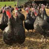 بوقلمون نر برنز