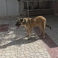 سگ سرابی