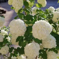 فروش ویژه خاص ترین گل جهان