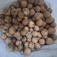گردو