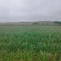 اجاره زمین کشاورزی در روستا ی عمران اباد