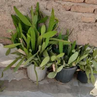 گل طبیعی
