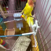 کوتوله برزیلی هلویی|پرنده|خمینیشهر, |دیوار