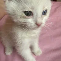 گربه چشم دورنگ