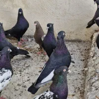 سینه سیاه چنگ سفید