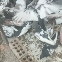 کبوتر سینه|پرنده|کهریزک, |دیوار