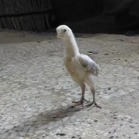 جوجه‌اوشامو‌کوکو‌شکری