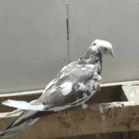 کبوتر کفتر|پرنده|اهواز, کوی مهدیس|دیوار