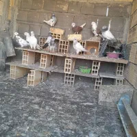 به دلیل نداشتن وقت|پرنده|اصفهان, عمان سامانی|دیوار