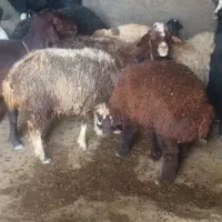 ۲ عدد بره نیم گوشت