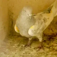 کبوتر کله دار