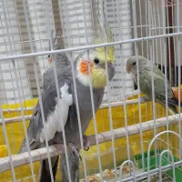 ۲عروس هلندی و ۱ بچه کوتوله برزیلی