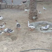 غاز(بط)|حیوانات مزرعه|زهک, |دیوار