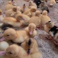 جوجه کاکلی،بوقلمون،اردک،شاخدار،بومی بلدرچین|حیوانات مزرعه|کاشان, کارگر|دیوار