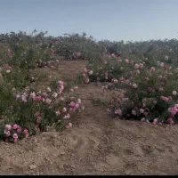 نهال گل محمدی درجه یک