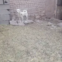 پاکوتاه ماده