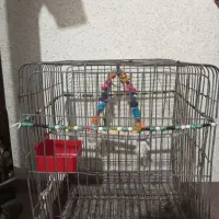 قفس مخصوص عنوان پرندگان بزرگ و کوچک|لوازم جانبی حیوانات|میناب, |دیوار