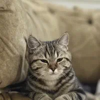 گربه بریتیش شورت هر