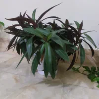 گل طبیعی پر و زیبا|گل و گیاه طبیعی|شیروان (خراسان), |دیوار