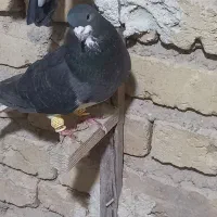 کفتردونهی ۲۰۰