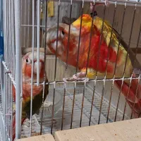 جفت گرینچیک آناناسی دبل رد اکستریم نر و ماده بالغ|پرنده|مشهد, سعد آباد|دیوار