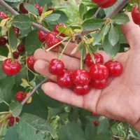 نهال آلبالو مربایی ، درخت آلبالو دوساله. نهالستان|گل و گیاه طبیعی|مشهد, خواجه ربیع|دیوار