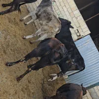 گوساله ماده چاق کشتاری