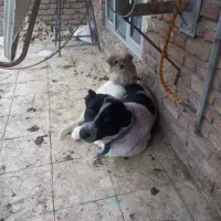 حیوان|حیوانات|مشگین شهر, |دیوار