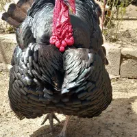 چهارعدد بوقلمون جوان گوشتی