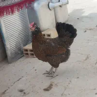 مرغ|حیوانات مزرعه|برخوار, |دیوار