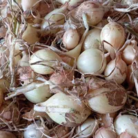 فروش پیاز غدهزرد ریوبراوا