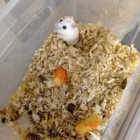 فروش همستر رو روسکی|موش و خرگوش|محمدشهر, شهرک چمران|دیوار