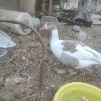 غاز ماده بالغ و تعدادی مرغ و خروس محلی