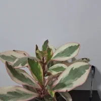 انواع گل های آپارتمانی|گل و گیاه طبیعی|مرودشت, نقش رستم|دیوار