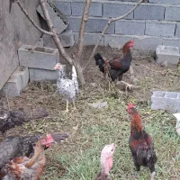 خروس محلی و گلین 4 ماهه
