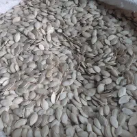تخمه کدو