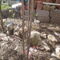 با سلام فروش خروس زیبا